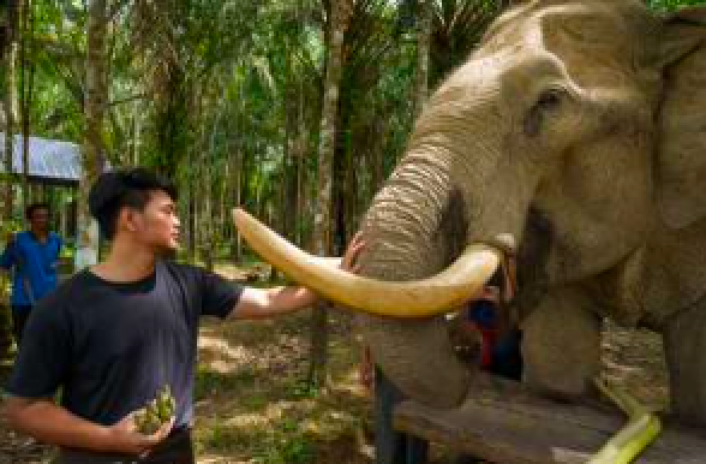 Surat Thani Elephant House