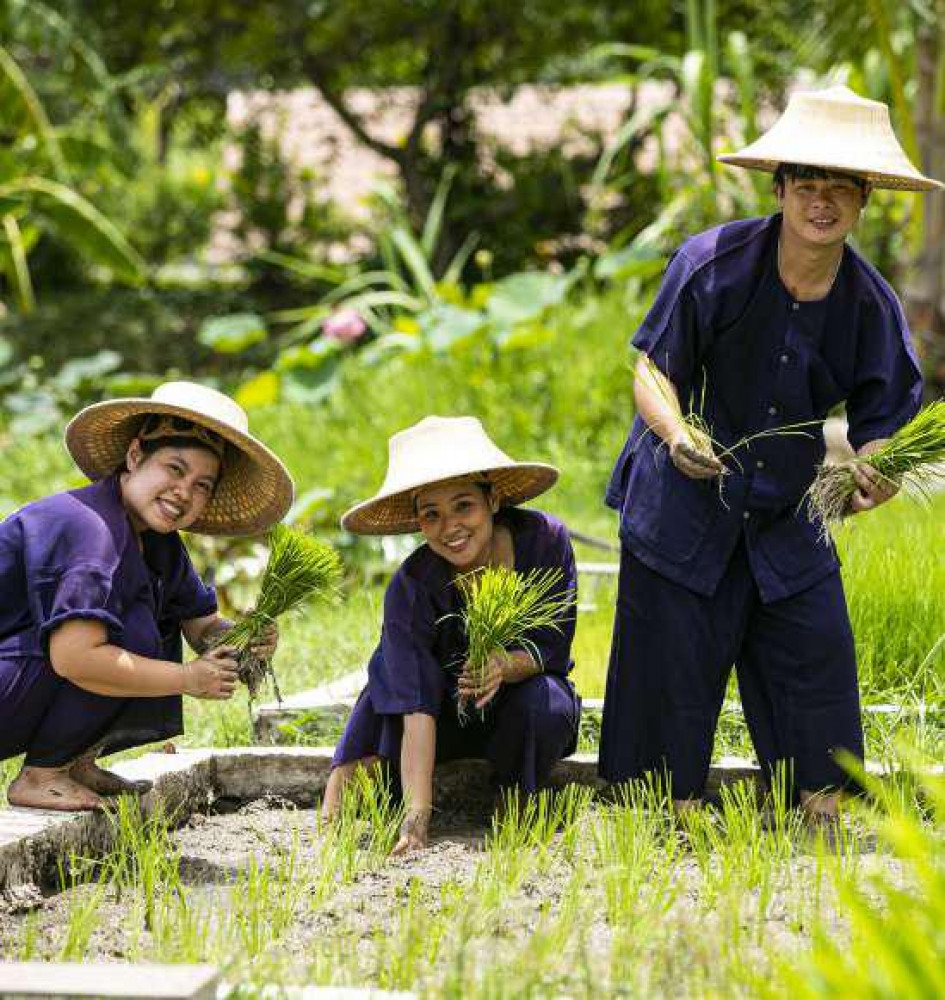 โครงการเกษตรอินทรีย์ สนามบินสุโขทัย