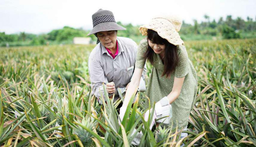 Khun Veera Sriracha Pineapple Farm